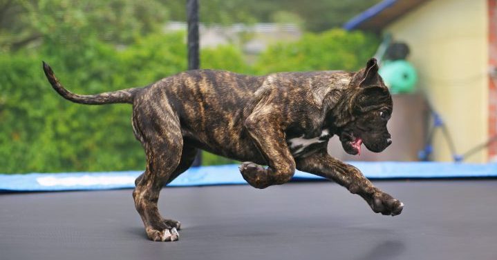 Keep Your Dog Safe on the Trampoline